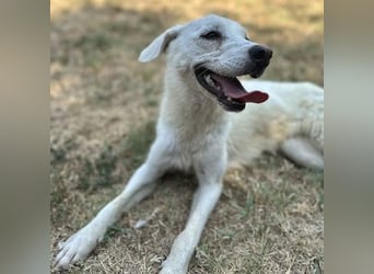 Sonnenschein Hazel - sucht ihr Glück