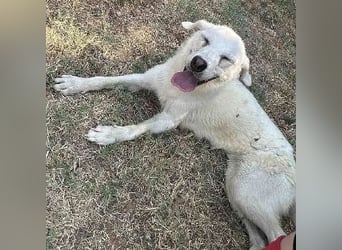 Sonnenschein Hazel - sucht ihr Glück