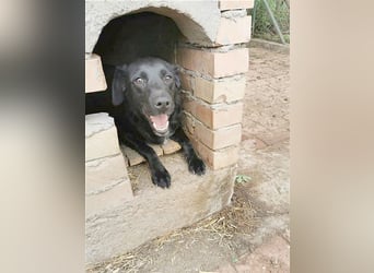 AMBRA, bildhübsche Maus. Der ideale Familienhund