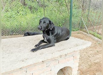 AMBRA, bildhübsche Maus. Der ideale Familienhund