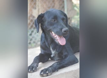 AMBRA, bildhübsche Maus. Der ideale Familienhund