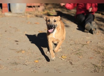 Calimero sucht ein gutes Zuhause