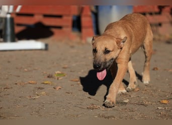 Calimero sucht ein gutes Zuhause