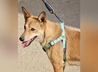 Aqua - freundlich, zuraulich und lässt sich gerne anfassen