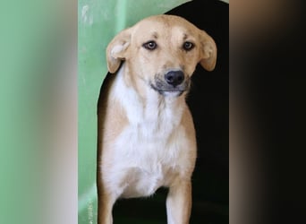 Nuria, zurückhaltend, freundlich und gut verträglich