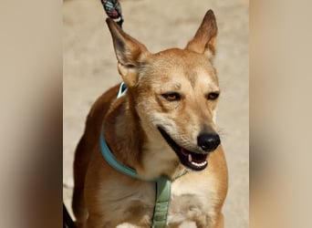 Aqua - freundlich, zuraulich und lässt sich gerne anfassen