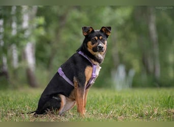 Kluge Lusha sucht liebevolles Zuhaue