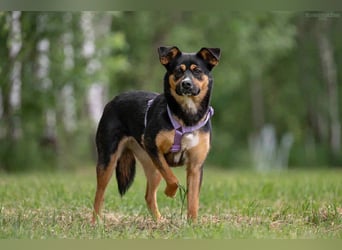 Kluge Lusha sucht liebevolles Zuhaue