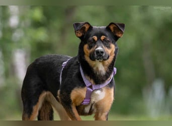 Kluge Lusha sucht liebevolles Zuhaue