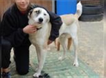 Tim - idealer Begleiter mit wunderschönem Gesicht