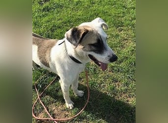 Tim - idealer Begleiter mit wunderschönem Gesicht