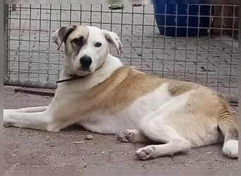 Tim - idealer Begleiter mit wunderschönem Gesicht