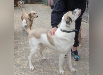 Tim - idealer Begleiter mit wunderschönem Gesicht