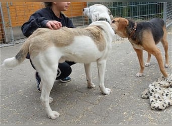 Tim - idealer Begleiter mit wunderschönem Gesicht
