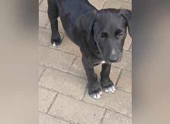 Süßer Paddy sucht seine Familie