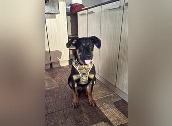 Hübscher Nadir sucht liebe Familie