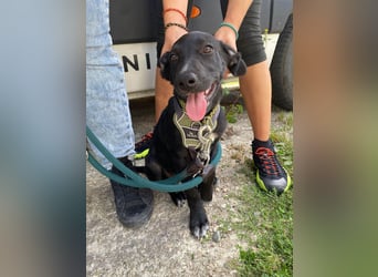 Süßer Paddy sucht seine Familie