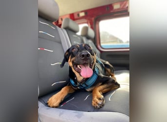 Hübscher Nadir sucht liebe Familie