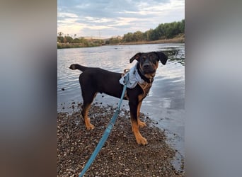 Hübscher Nadir sucht liebe Familie