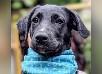 Süßer Paddy sucht seine Familie