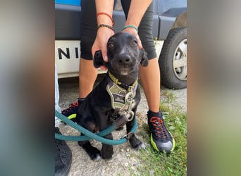 Süßer Paddy sucht seine Familie