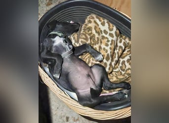 Süßer Paddy sucht seine Familie