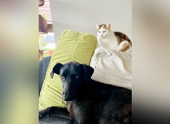 Wunderschöne Mai sucht ihre Familie