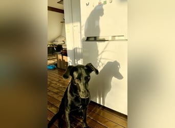 Wunderschöne Mai sucht ihre Familie