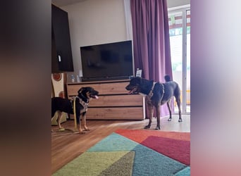 Hübscher Nadir sucht liebe Familie