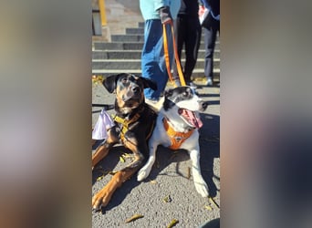 Hübscher Nadir sucht liebe Familie