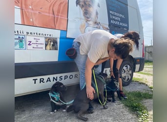 Süßer Paddy sucht seine Familie