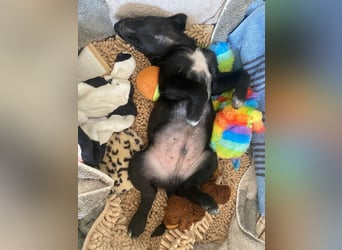 Süßer Paddy sucht seine Familie