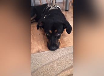 Hübscher Nadir sucht liebe Familie