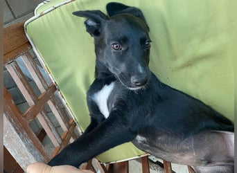 Süßer Paddy sucht seine Familie