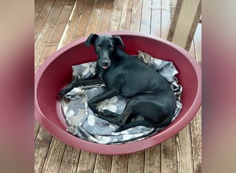 Wunderschöne Mai sucht ihre Familie