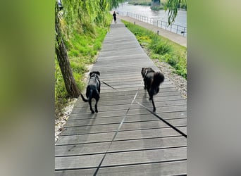 Wunderschöne Mai sucht ihre Familie