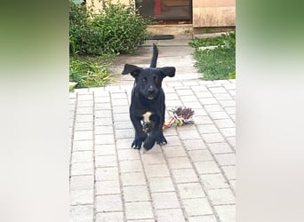 Süßer Paddy sucht seine Familie