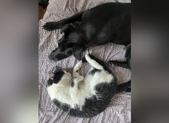 Wunderschöne Mai sucht ihre Familie