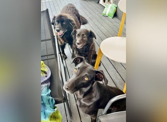 Wunderschöne Mai sucht ihre Familie