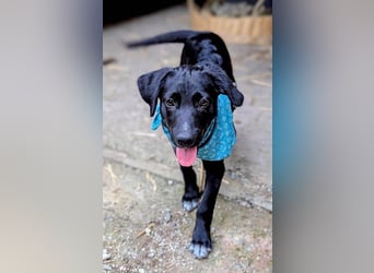 Süßer Paddy sucht seine Familie