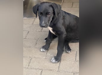 Süßer Paddy sucht seine Familie