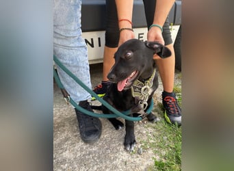 Süßer Paddy sucht seine Familie