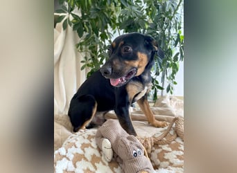 Hübscher Nadir sucht liebe Familie