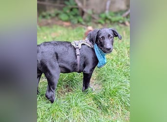 Süßer Paddy sucht seine Familie