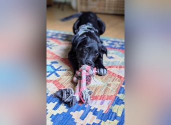 Süßer Paddy sucht seine Familie