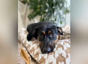 Hübscher Nadir sucht liebe Familie