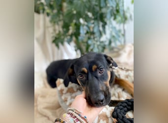 Hübscher Nadir sucht liebe Familie