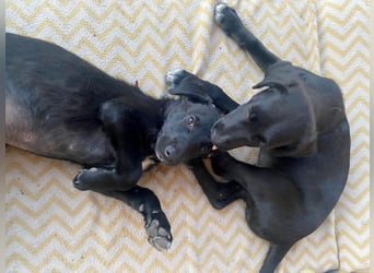 Süßer Paddy sucht seine Familie