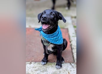 Süßer Paddy sucht seine Familie