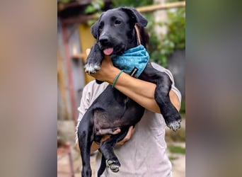 Süßer Paddy sucht seine Familie